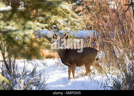 White tailed deer im Schnee Stockfoto