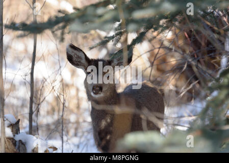 White tailed deer im Schnee Stockfoto