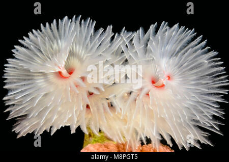 Herrliche, Protula bispiralis Tube Worm, Anilao, Batangas, Philippinen, Pazifik Stockfoto