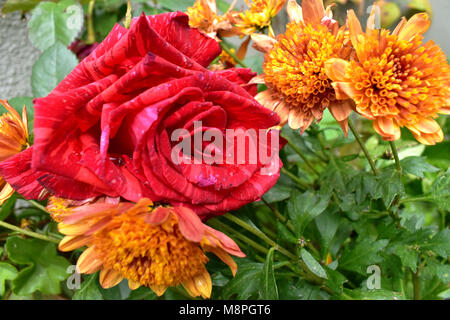 Rote Rose mit warmen Farben. Stockfoto