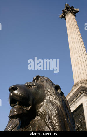 Einer der Löwen Skulpturen an der Basis der Nelson's Column auf den Trafalgar Square Stockfoto