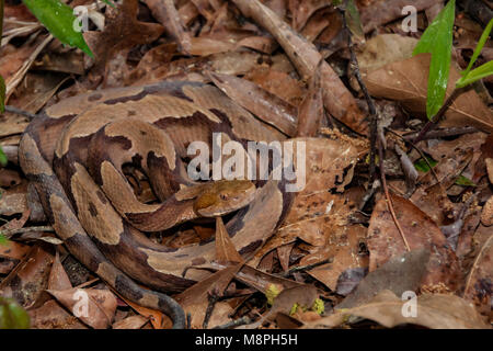 Südliche Copperhead Snake (Agkistrodon contortrix) Stockfoto