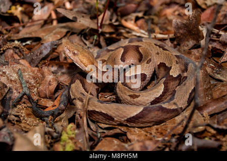 Südliche Copperhead Snake (Agkistrodon contortrix) Stockfoto