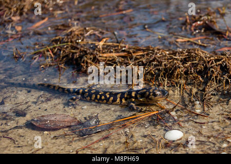 Östliche Tiger Salamander (Z.B. Tigrinum) Stockfoto