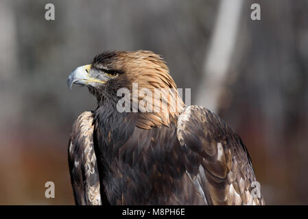 Porträt der Steinadler (Aquila Chrysaetos) Stockfoto