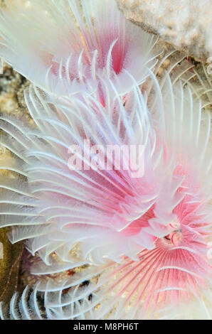 Herrliche, Protula bispiralis Tube Worm, Anilao, Batangas, Philippinen, Pazifik Stockfoto