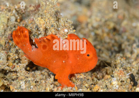 Juvenile Rundflecken-anglerfisch, Antennarius pictus, Anilao, Batangas, Philippinen, Pazifik Stockfoto