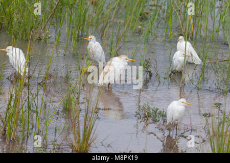 Sechs Reiher, Bubulcus ibis, in den Krüger National Park, Südafrika Stockfoto