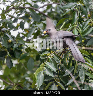 Grau - Weg - Vogel, aka Grau Lourie, Lowrie, loerie oder kwevoel, Corythaixoides concolor, Essen von Früchten in einem Baum; Krüger NP, Südafrika Stockfoto