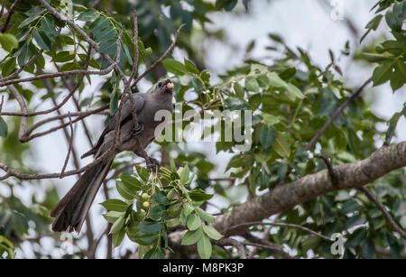 Grau - Weg - Vogel, aka Grau Lourie, Lowrie, loerie oder kwevoel, das Essen von Früchten im Krüger NP, Südafrika Stockfoto