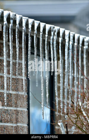 Luton, Bedfordshire. UK Wetter 19. März 2018, sonnige Wetter heute Ursachen Eiszapfen schmelzen in Luton, Bedfordshire, England zu starten. Stockfoto