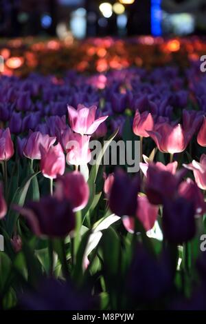 Hongkong, China. 19 Mär, 2018. Blumen sind während Hong Kong Flower Show im Victoria Park in Hongkong, Südchina, März 19, 2018 gesehen. Credit: Qin Qing/Xinhua/Alamy leben Nachrichten Stockfoto