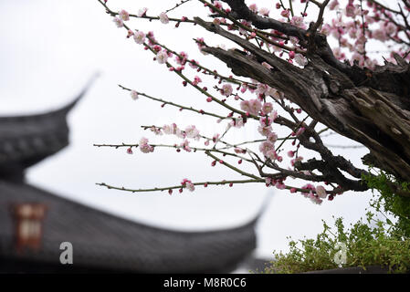 Hangzhou, Hangzhou, China. 20 Mär, 2018. Hangzhou, China, 19. März 2018: Pflaume Blüten in Chengdu, im Osten der chinesischen Provinz Jiangsu. Credit: SIPA Asien/ZUMA Draht/Alamy leben Nachrichten Stockfoto