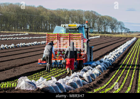 Automatische Traktoranpflanzung Umpflanzen Salatsämlinge Sonnentag in Tarleton Lancashire als Landwirte & Feldarbeiter nutzen die Trocknungsböden, um ihre Gemüsekulturen auf dem Feld zu Pflanzen und zu betreuen. Die Gegend, bekannt als Salatschüssel von Lancashire, produziert hochwertiges Gemüse für die Supermärkte von England und ist ein großer Arbeitgeber von EU-Wanderarbeitnehmern. Stockfoto