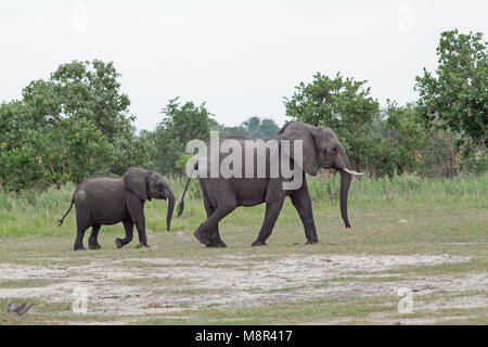 Afrikanischer Elefant (Loxodonta africana). Kuh mit gut gewachsen Junge folgenden. Chobe National Park. Okavango Delta. Botswana. Afrika. Stockfoto