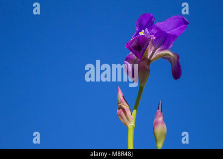 Iris germanica, Iris Blume Blüte Nahaufnahme mit blauem Himmel Hintergrund Stockfoto