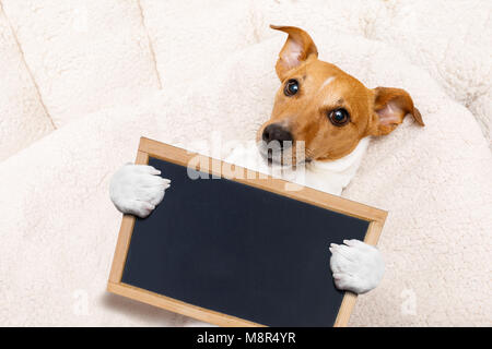 Büroangestellter Geschäftsmann Jack Russell Hund als Chef und Küchenchef, Banner oder Plakat Stockfoto