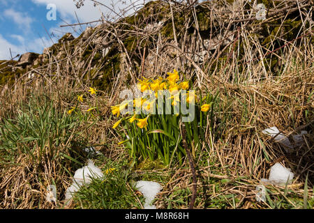 Miniatur Zwerg Narzissen in der Blume in einem strassenrand Kante mit Patches der schmelzenden Schnee in den Vordergrund Stockfoto