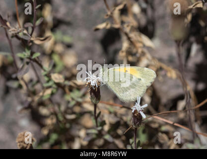 Eine süsse Schwefel (Nathalis iole) Ernährung Stockfoto