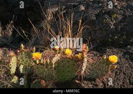 Feigenkakteen in Blüte bei Lavafeld, Carrizozo Malpais Lavastrom im Tal von Bränden, Tularosa tat Becken in der Nähe von Carrizozo, New Mexico, USA Stockfoto