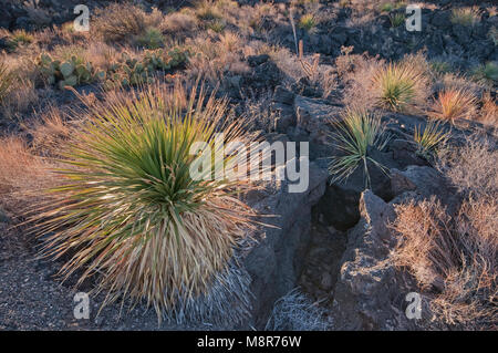 Sotol (Wüste Löffel) im Lavafeld Malpais, Carrizozo Lava an der Senke von Bränden, Tularosa tat Becken in der Nähe von Carrizozo, New Mexico, USA Stockfoto