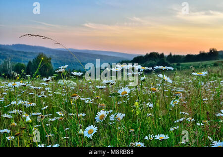 Rosa Dämmerung über einen Sommer blühende Wiese mit Gänseblümchen und andere aromatische und melliferous Blumen und Kräuter-romantische Berglandschaft mit f Stockfoto