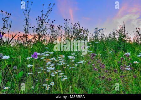 Rosa Dämmerung über einen Sommer blühende Wiese mit Gänseblümchen, Oregano und andere aromatische, medizinischer und melliferous Blumen und Kräuter - ein romantisches Rur Stockfoto