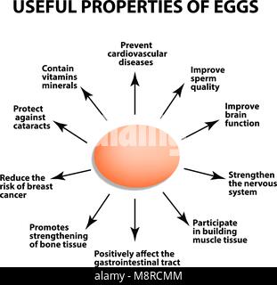 Nützliche Eigenschaften von Hühnereiern. Infografiken. Vector Illustration auf isolierte Hintergrund. Stock Vektor