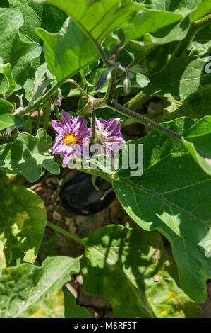 Aubergine Blume im Gemüsegarten Stockfoto