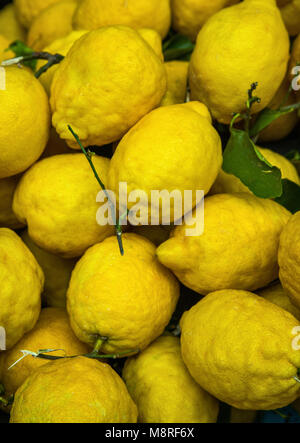 Ernte von Zitronen Stockfoto