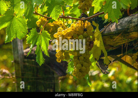 Trauben weißer Trauben, die im Hintergrund von der Rebe hängen. Abruzzen, Italien, Europa Stockfoto