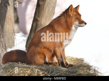 Red Fox (Vulpes vulpes) im Winter Stockfoto