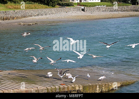 Möwen squabling über essensresten auf geworfen zu einer Helling, castletownshend, West Cork, Irland Stockfoto