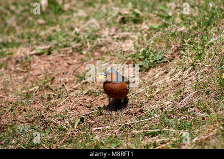 Männchen Buchfink (Fringilla coelebs) Fütterung mit Mais Kernel im Sommer Sonne Stockfoto