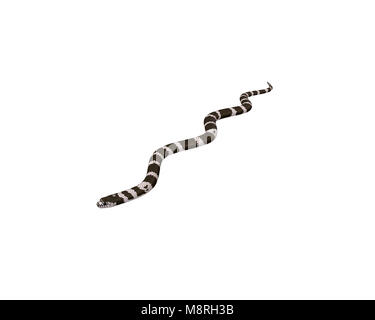 3D-Darstellung eines Scarlet King Snake Stockfoto