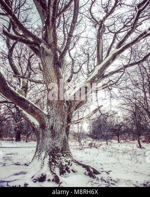 Winter auf Cannock Chase Stockfoto