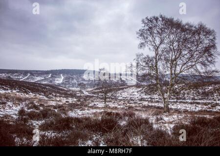 Winter auf Cannock Chase Stockfoto