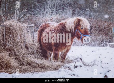 Pony im Schnee Stockfoto