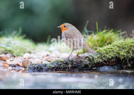 Europäische Robin (Erithacus Rubecula) auf einem gefrorenen Teich, Essex, Großbritannien Stockfoto