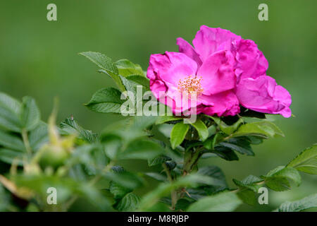 Closeup schoss der blühenden Dog Rose Blume in einem Haus Garten Stockfoto