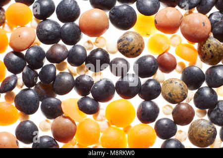 Verschiedene Linsen, rote, braune und weiße Quinoa Stockfoto