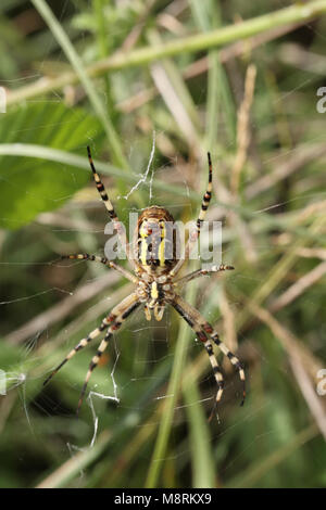 Unterseite der weiblichen Wasp spider Argiope Bruennichi, im Web Stockfoto