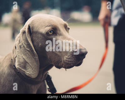 Das Porträt Hunderasse Weimaraner close-up auf Open Air Stockfoto
