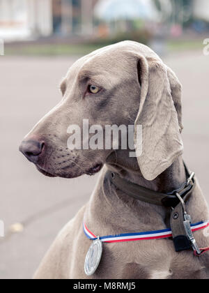 Portrait hund Weimaraner mit Medaillen auf der Outdoor Stockfoto