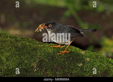 Slaty-backed Nachtigall - soor (Catharus fuscater fuscater) Erwachsenen auf dem Moosigen log mit Motte in Rechnung Vinicio Birdwatcher's House, Nono-Mindo Straße, Ecuad Stockfoto