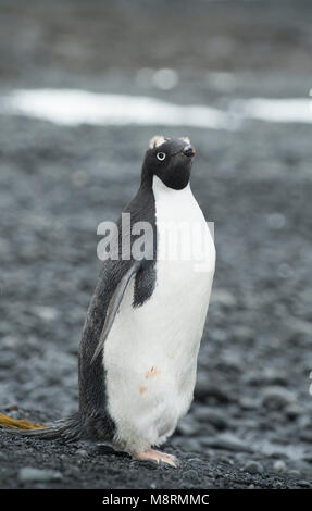 Eine Adelie Pinguin steht entlang der Küstenlinie an der Brown Bluff, die Antarktis in den späten Phasen der Mauser, mit sichtbaren Federn oben auf den Kopf. Stockfoto