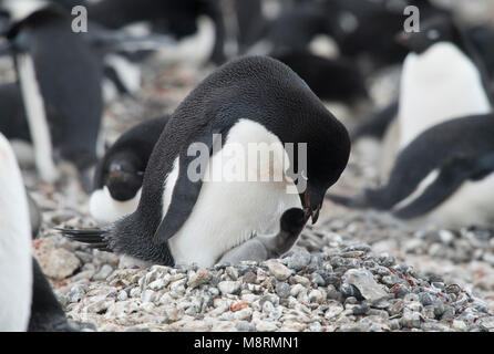 Eine Adelie penguin Feeds seinen Pinguin Küken an der Pinguin Kolonie auf Brown Bluff, Antarktis. Stockfoto