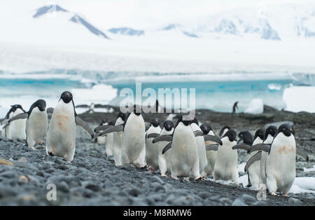 Gruppen von Adelie Pinguine Spaziergang entlang der Küste bei Brown Bluff, Antarktis. Stockfoto