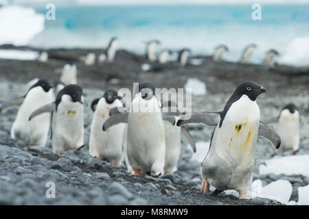 Gruppen von Adelie Pinguine Spaziergang entlang der Küste bei Brown Bluff, Antarktis. Stockfoto