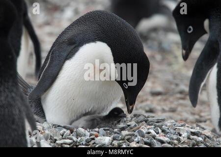 Eine Adelie penguin Feeds seinen Pinguin Küken an der Pinguin Kolonie auf Brown Bluff, Antarktis. Stockfoto